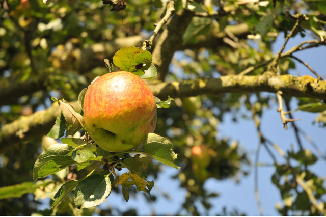 Appelboom
