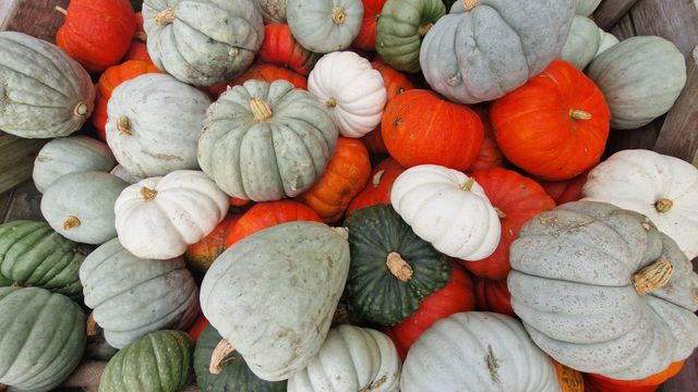 Pompoenen bij De Pompoenschuur KielWindeweer
