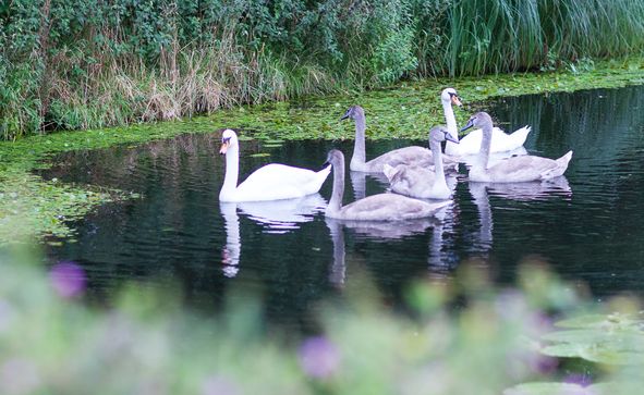 Zwanen zwemmen in een poel