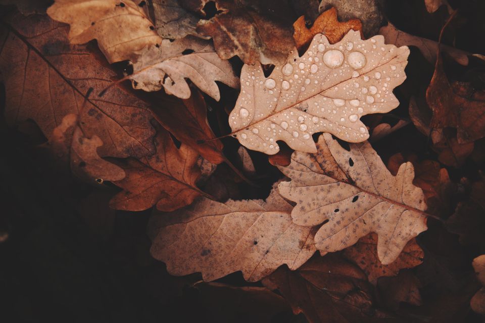Herfst op de Terschelling