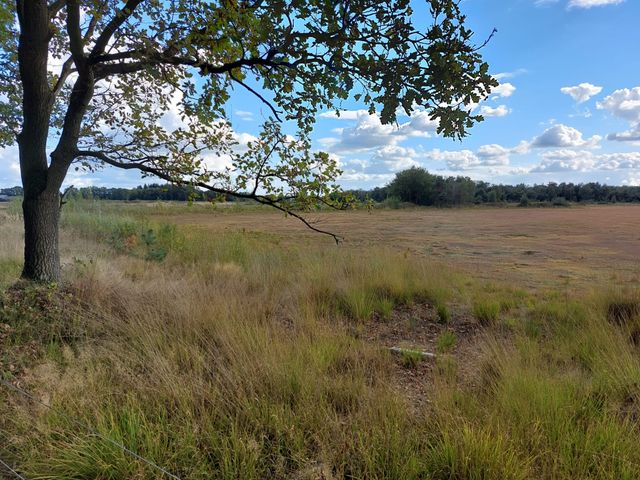 Landschotse Heide