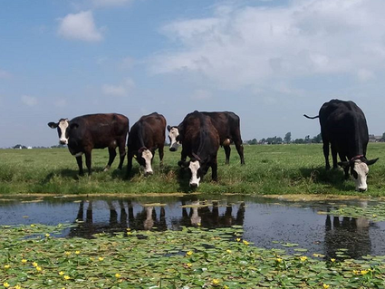 Blaarkoppen bij Boerderij Boterhuys