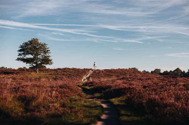 Een heuvelachtig paars heideveld waar iemand aan het wandelen is.