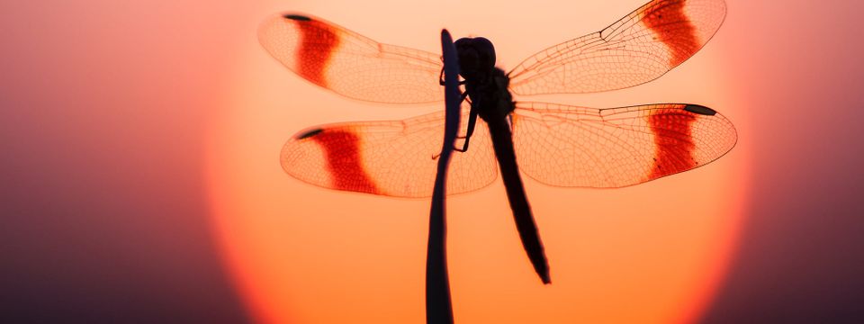 Libelle met oranje achtergrond
