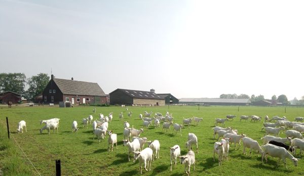 Geiten in de wei bij de boerderij van PuurGeitenZuivel