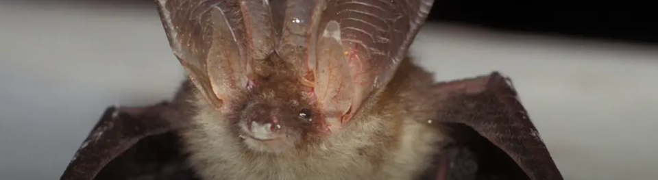 Een vleermuis hangt ondersteboven