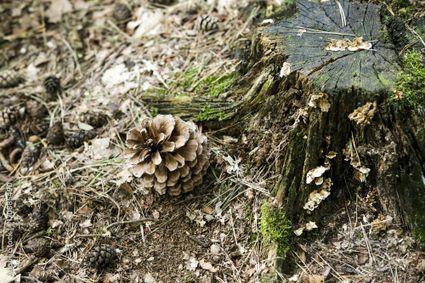 Dennenappel in de natuur
