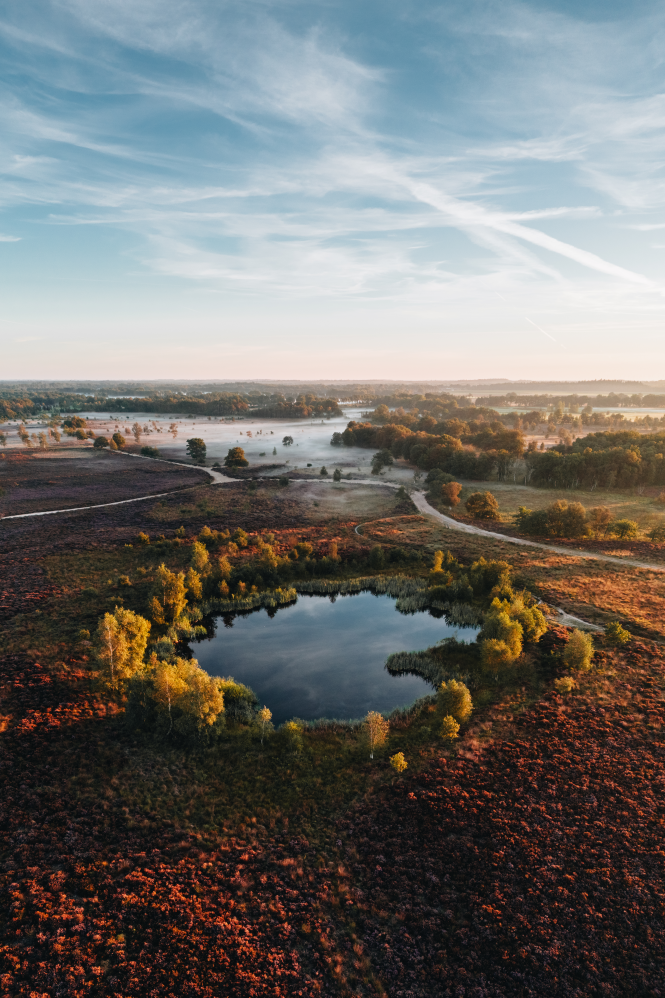 Paarse heide, nevel een pingoruïne op het Ballooërveld.