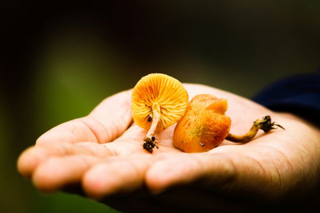 Paddenstoel op hand