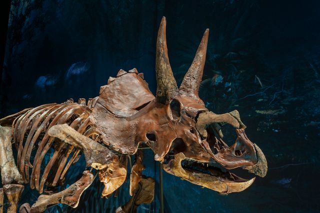Triceratops in zaal Dinotijd - fotocredits Naturalis Biodiversity Center(1)