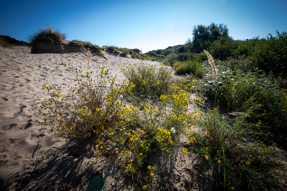 Coepelduynen in het Nationaal Park Hollandse Duinen