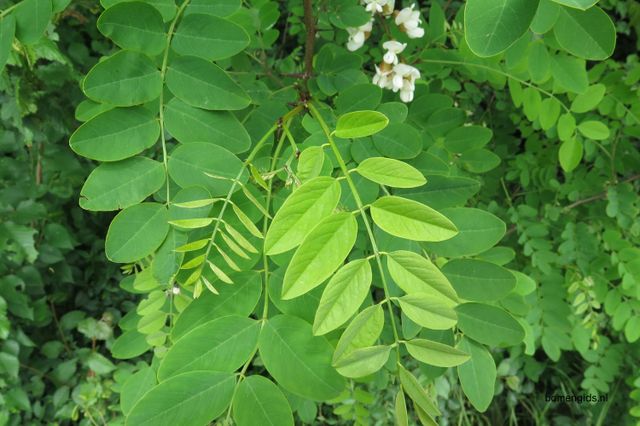 Het blad van een Robinia