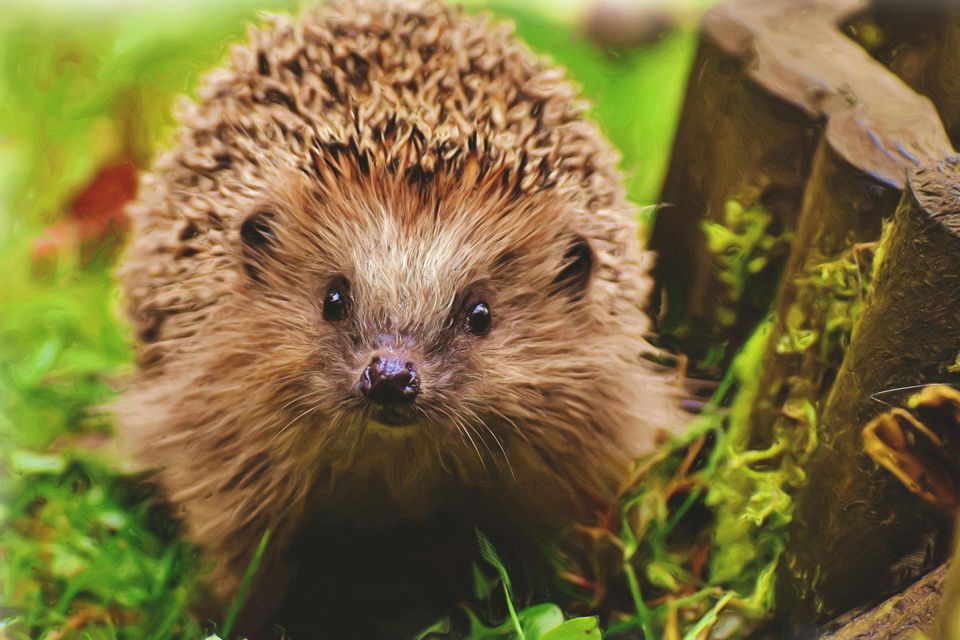 Een egel kijkt recht in de lens