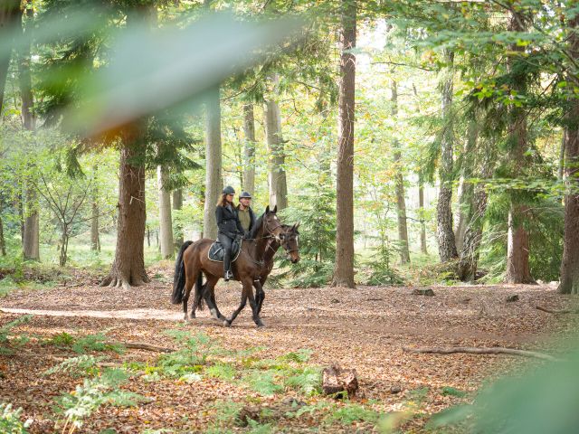 Twee ruiters op een bospad in Hilvarenbeek.