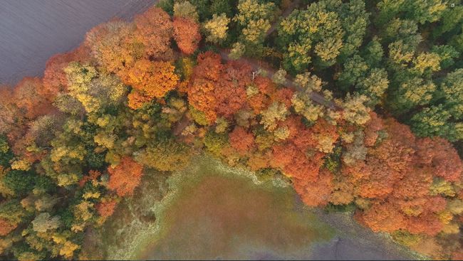 Luchtfoto van een ven in het Leersumse Veld, omringd door een afwisselend bos in groene en warme herfsttinten. Langs de bosrand loopt een wandelpad door het natuurgebied.