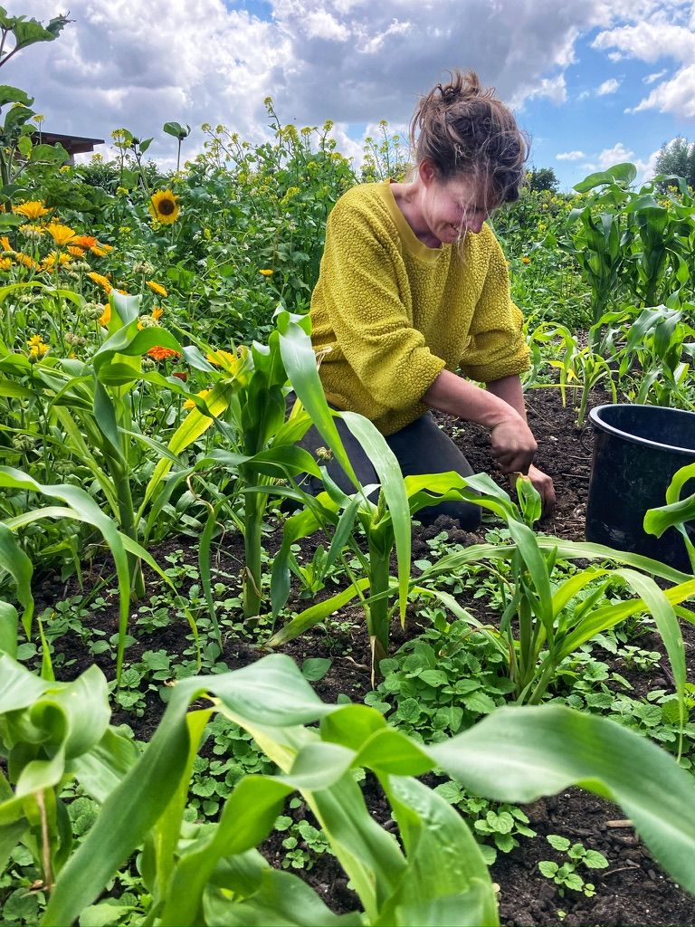Pluktuin Proeftuin van Linschoten in Linschoten, Groene Hart, vrouw werkt tussen jonge maïsplanten en bloemen in de moestuin.