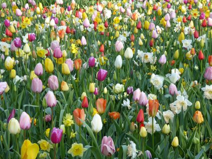 Park Brediuspark, Woerden, Groene Hart, kleurrijk bloemenveld met bloeiende tulpen en narcissen in het voorjaar tussen groen gras in stadspark.