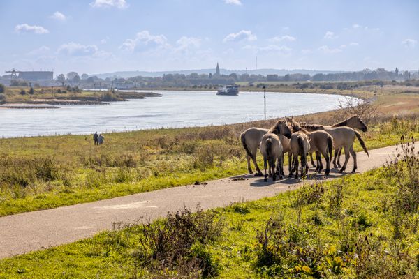 Klompenwaard met paarden