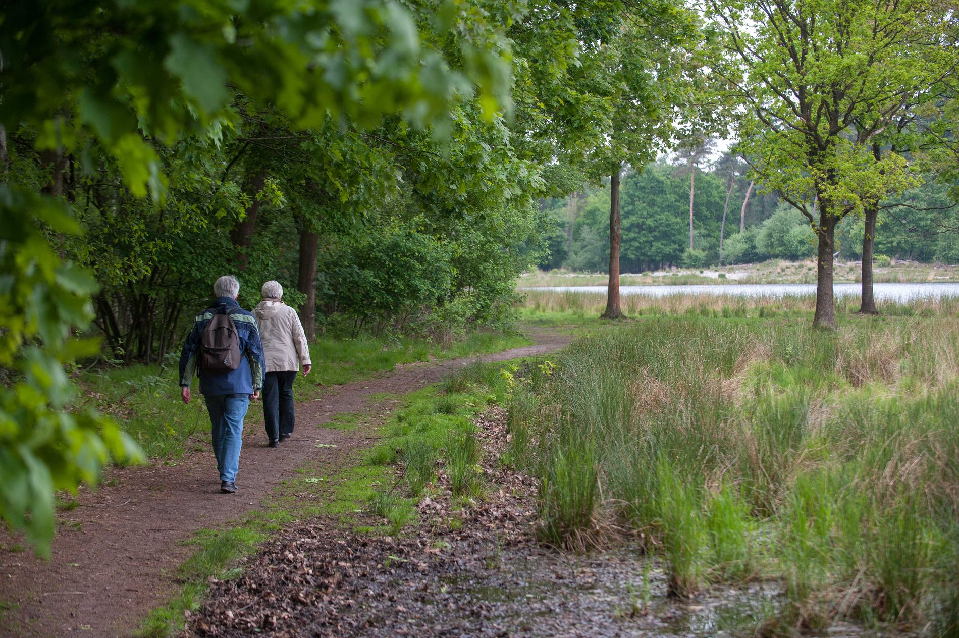 'Zandbos' (Sandwald) in Deurne