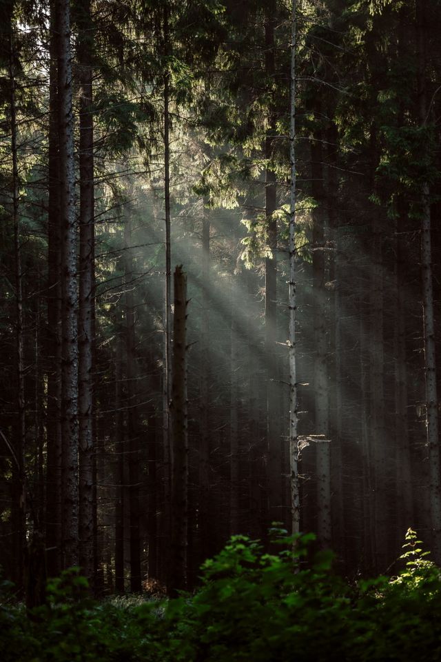 Zonnestralen schijnen door het bladerdek in een dichtbegroeid, groen Drents bos.