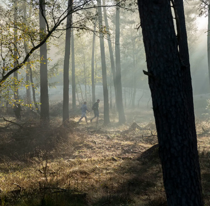 Bos met invallend zonlicht