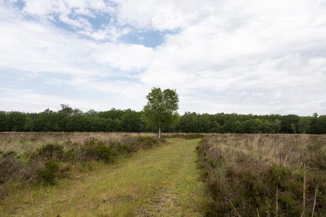 Noordsche Veld Olde Witte