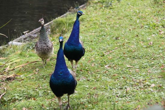 Stadsboerderij Asserbos | Drenthe