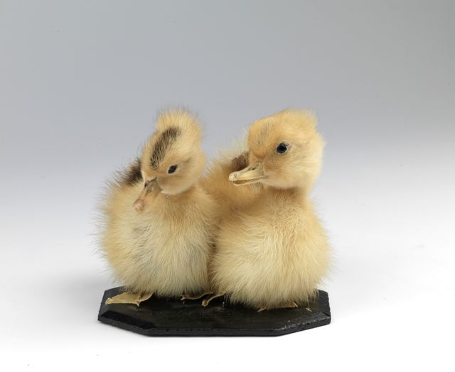 Taxidermie, Collecties Midas Dekkers