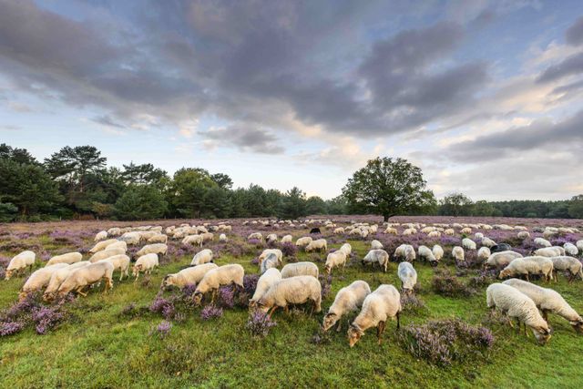 Westerheide schaapskudde