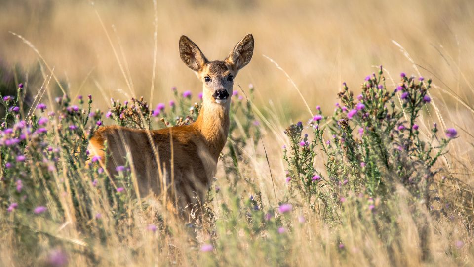Hert in veld