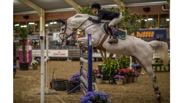Springwedstrijden voor paarden en selectiewedstrijden springen paarden. Leuk om naar te kijken