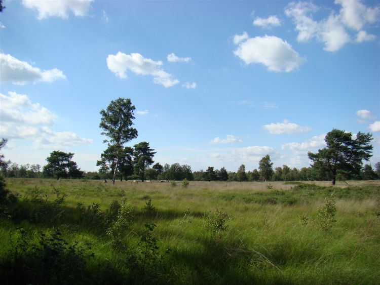 De Moeren