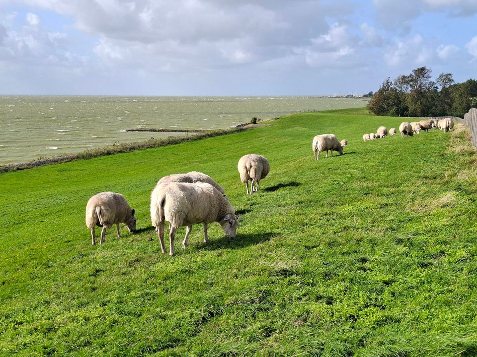 Vier landschapstypen in twee dagen - Nationaal Landschap Zuidwest Fryslân vanuit Stavoren | Fietsroute