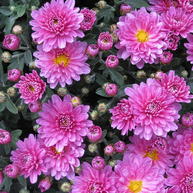chrysanten