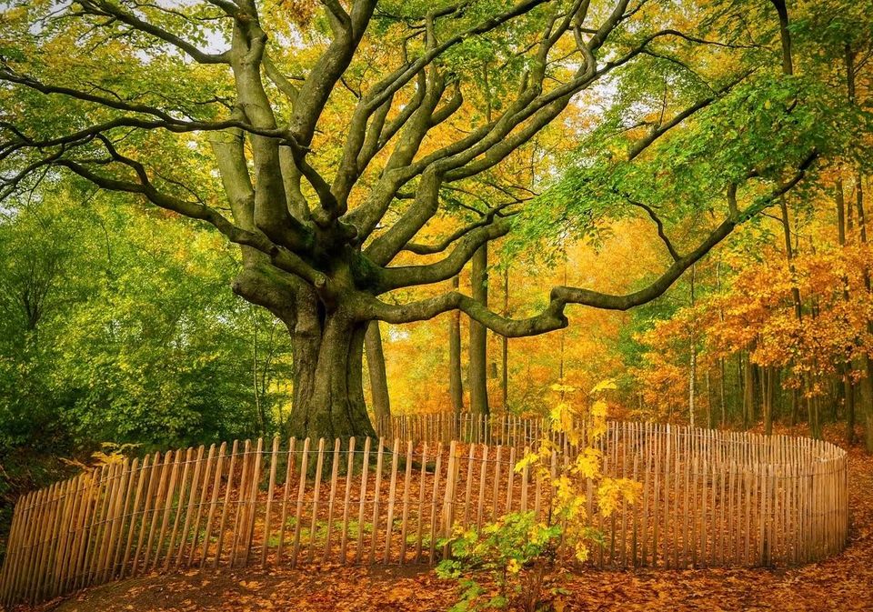 De Heksenboom in herfstkleuren