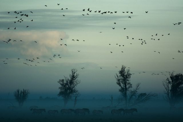 Vögel am Himmel.