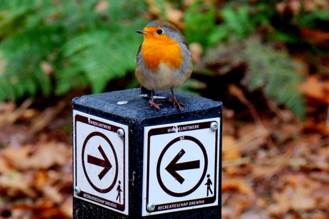 Een close-up van een routepaal waar een vogeltje op zit.