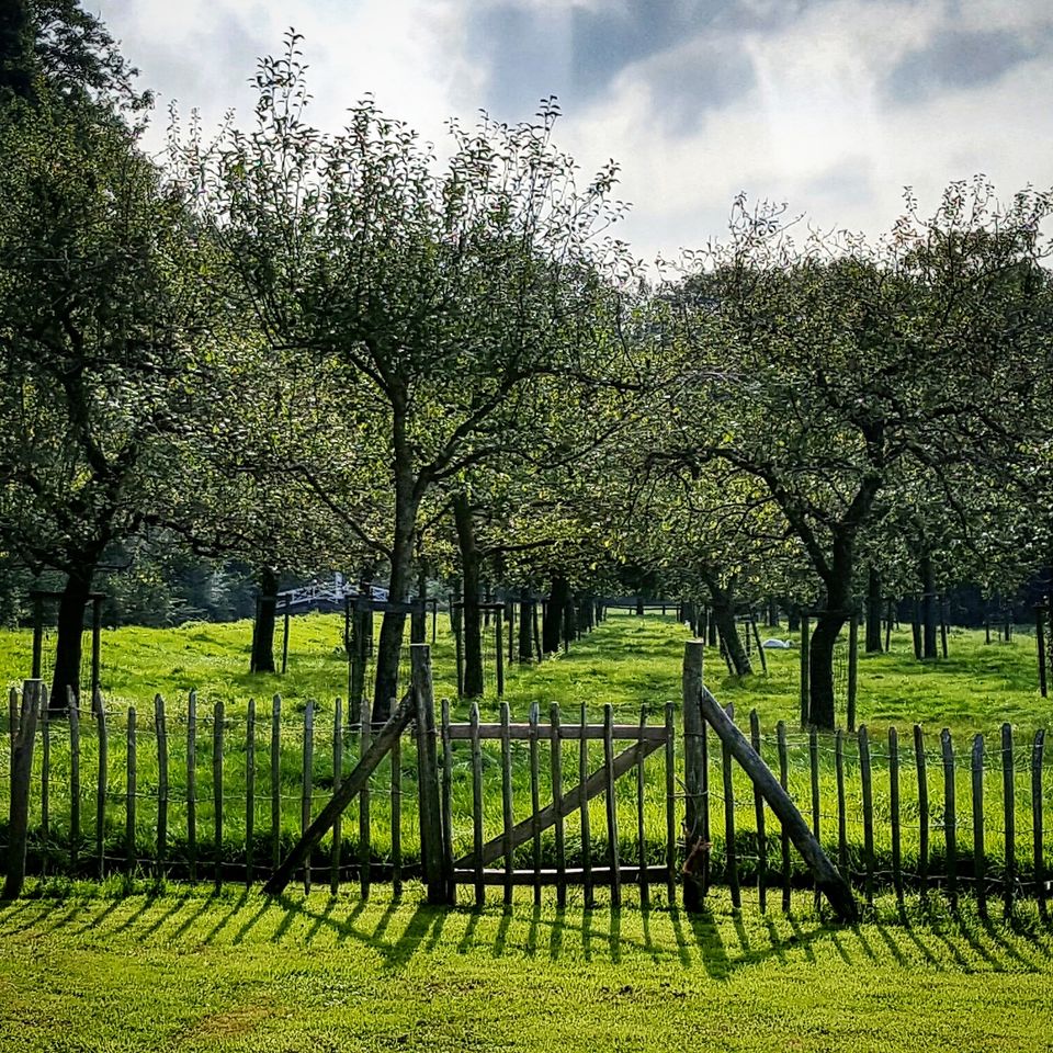 Boomgaard bij Natuurhuisje Elsehof Logies met fruitbomen, een houten hek en een grasveld in een landelijke, rustige omgeving.