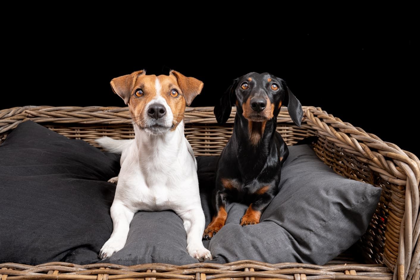 fotoshoot met huisdier Den Bosch op Dierendag
