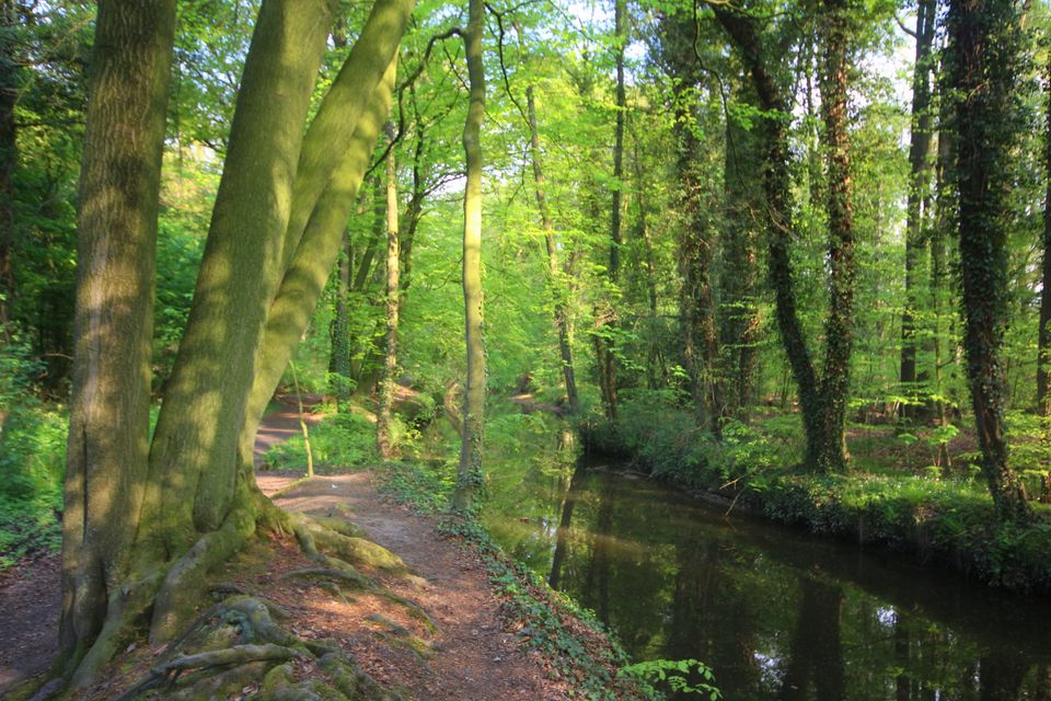 Herfstwandeling |  Buskersbos