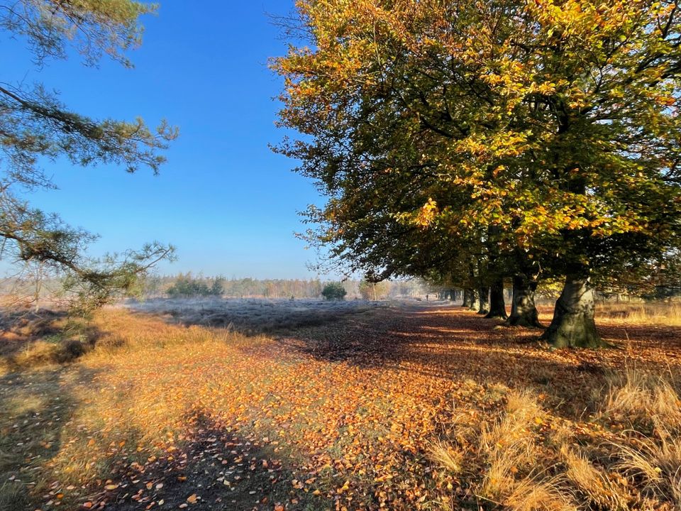 Uitzicht over het Leersumse Veld met herfstkleuren