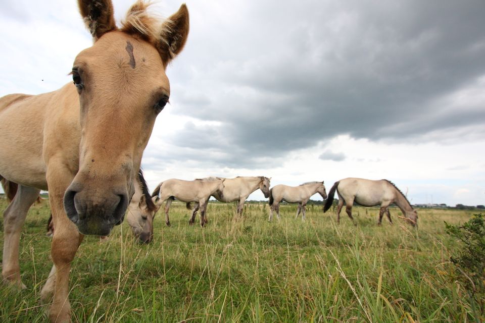 Konikpaarden, Ooijpolder, Millingerwaard, Natuur