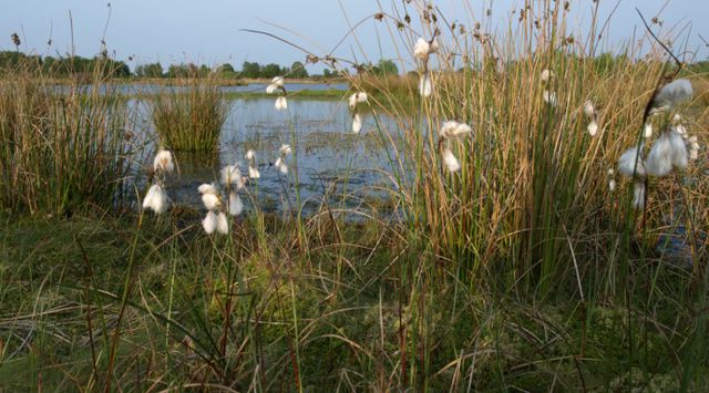 Schaddenpadwandeling | Korenburgerveen