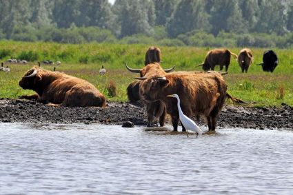 onderonsje van Schotse Hooglanders en een witte reiger aan de oevers van het Lauwersmeer in Land in Friesland