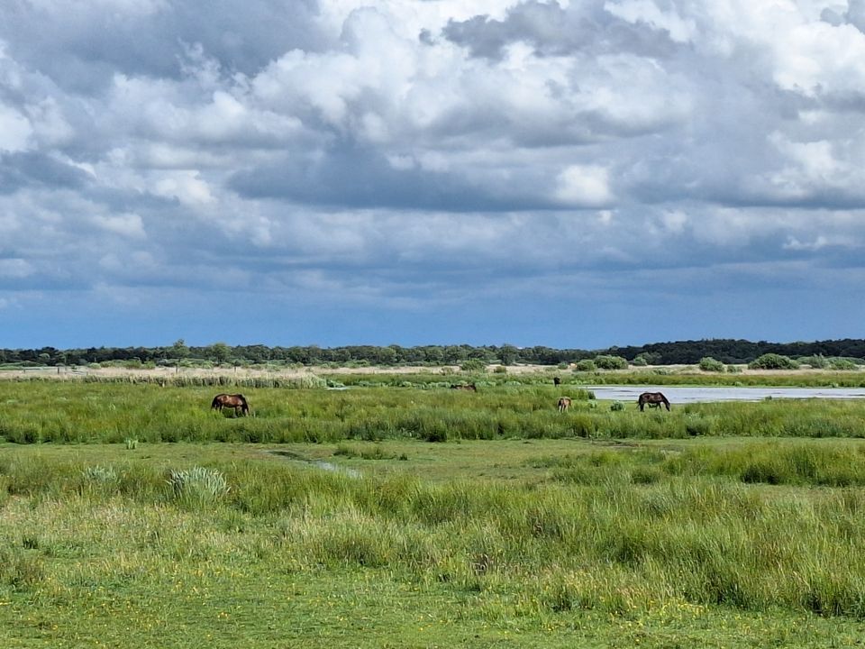 De Mist van de Friese Middeleeuwen