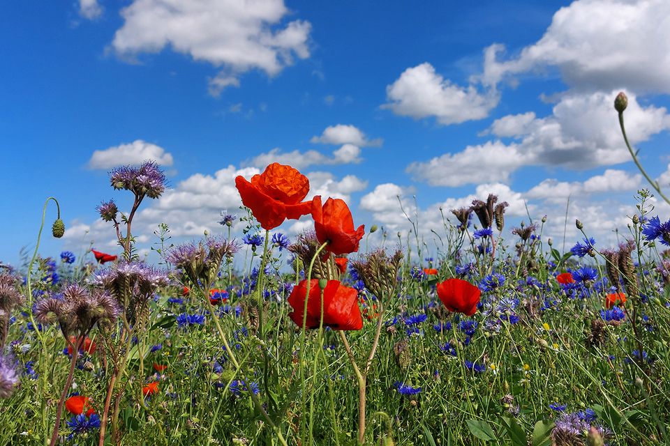 Bloemrijke berm in het Nationaal Landschap Zuidwest Fryslân