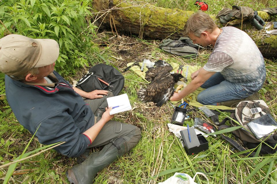 Mannen ringen een Zeearend in de Lepelaarplassen in Flevoland