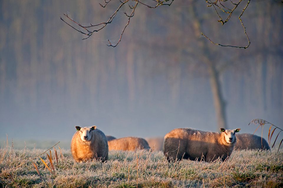 Drijvende krachten