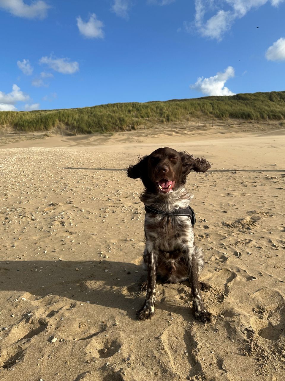 Foto van een hond op het strand in Katwijk, in de wind.