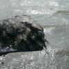Schep met grond